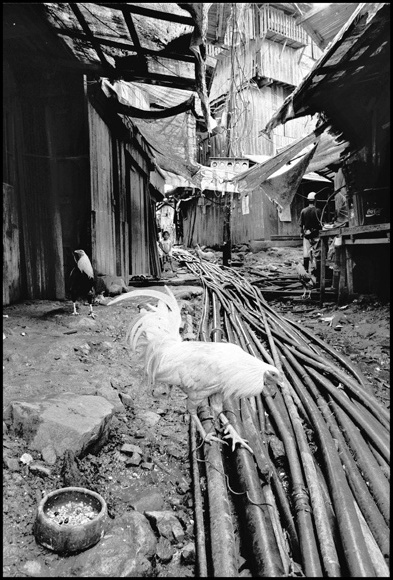 Cock with water pipes